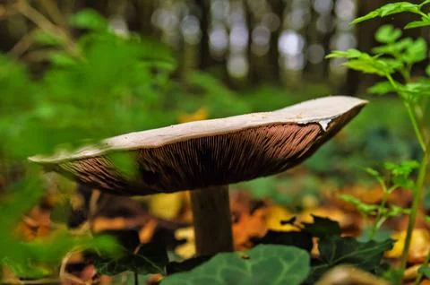 Shroom Stock Photos