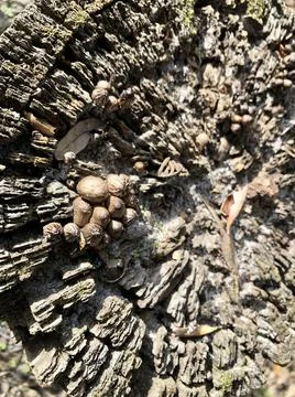 Shroom Stump Stock Photos