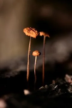 Shroomed Stock-Fotos