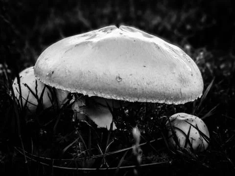 Shrooms B&amp;W Stock Photos