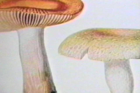 Shrooms Stock Footage 135792