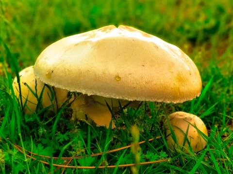 Shrooms Stock Photos