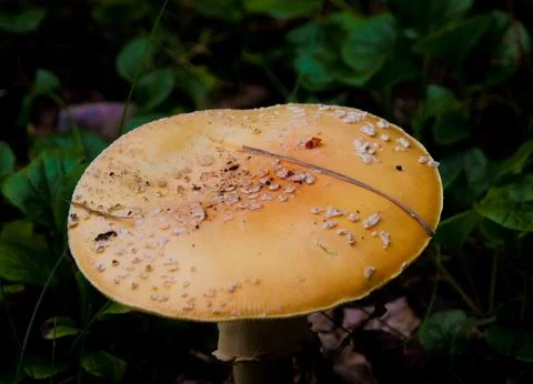 Shrooms Stock Photos