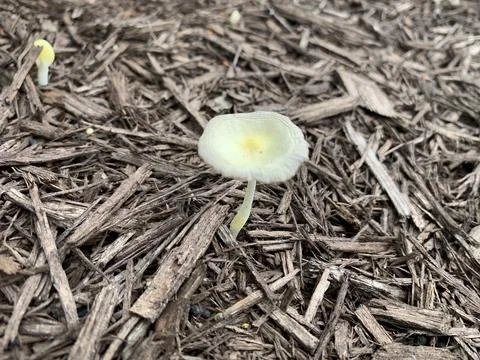 Shrooms in Spring Stock Photos