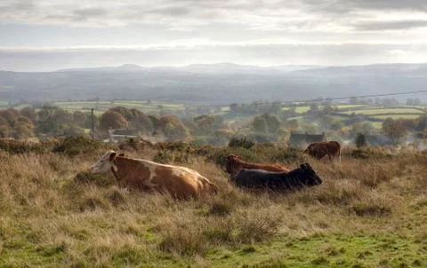 Shropshire cattle Stock Photos