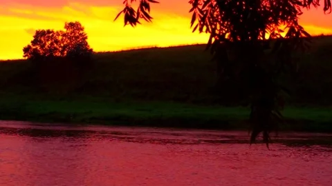 Shrub and branch of willow over pink river 库存影片 79981032
