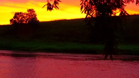 Shrub and branch of willow over pink river Stock Footage 79981034