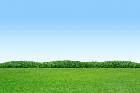 Shrub and grass Stock Photos
