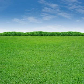 Shrub and grass Stock Photos