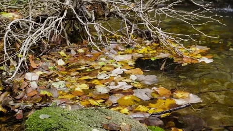 Shrub and leaves Stock Footage 289139735
