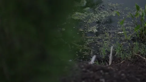 Shrub and Pond Video stock 49817151