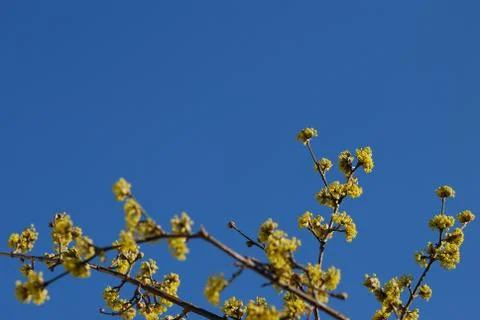 Shrub and sky Stock Photos