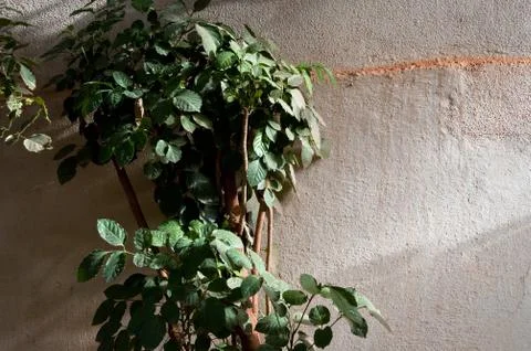 Shrub and wall background Stock-Fotos