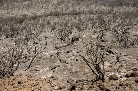 Shrub area devastated by fire. Stock Photos