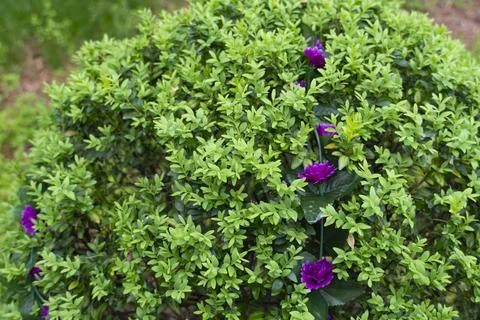 Shrub with Artificial Purple Flowers Foto stock