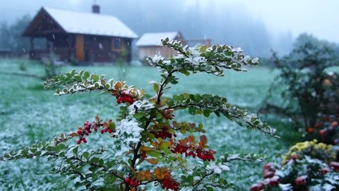 Shrub with berries and falling snow. Stock Footage 75832515