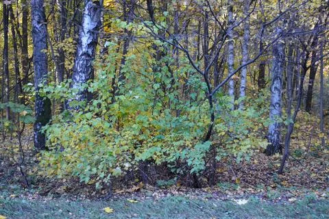 Shrub between trees Stockfoto's