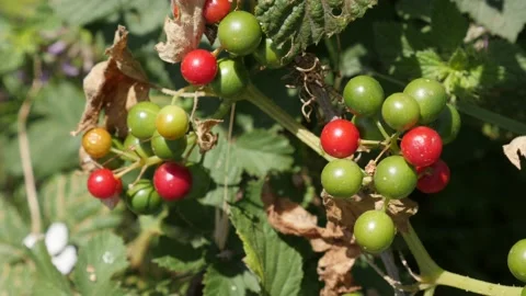 Shrub of black bindweed Dioscorea communis close-up 4K footage Stock Footage 136813308