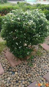 The shrub is blooming Stock Photos