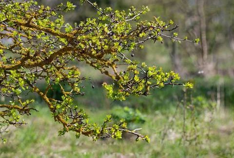 Shrub branches covered with large amounts of yellow lichen Stock Photos