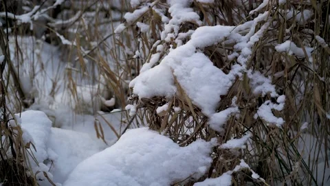 Shrub branches covered with snow,  High dry grass under the snow Stock Footage 167594818