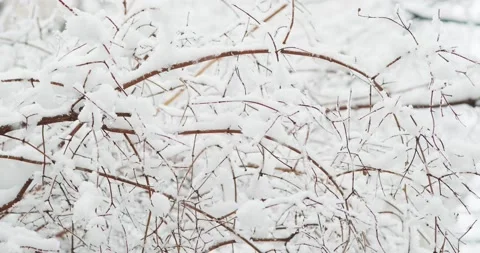 Shrub branches during snowfall Stock Footage 146482775
