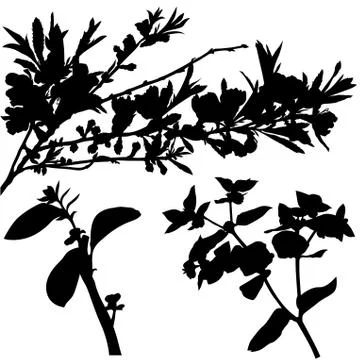 Shrub Branches Silhouettes Stock Illustration
