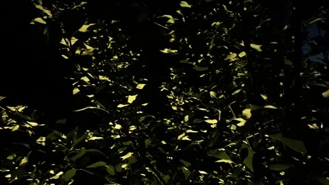 Shrub, branches, tree with leaves at night with lights. Green leaves at night Video stock 281422279