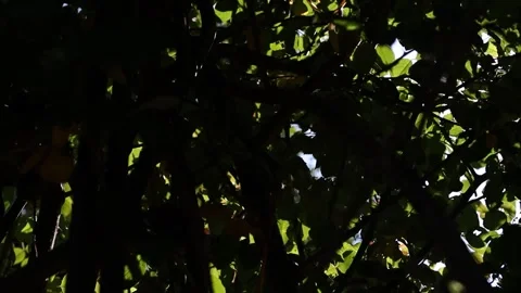 Shrub of Climbing rose in the backyard garden Video stock 278265122