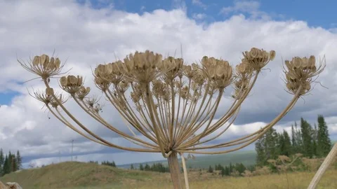 Shrub close-up Stock Footage 81014534