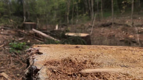 Shrub closeup, impact of spruce bark beetle attack in forest Stock Footage 130026696