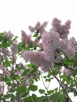 Shrub of common lilac Stock Photos