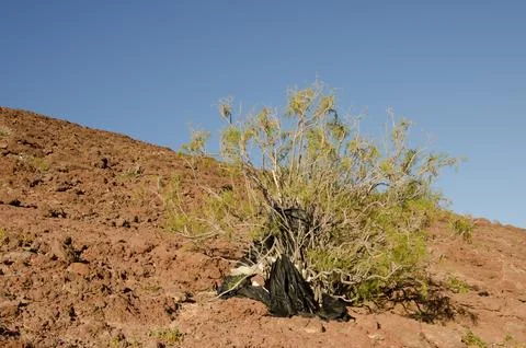 Shrub covered with plastic debris. Foto stock