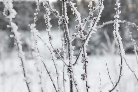 Shrub  covered in snow Stock Photos