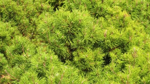 Shrub of dwarf mountain pine closeup swaying in the wind Stock Footage 120286257