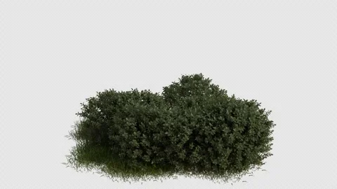 Shrub Field blowing in the wind Loop Animation. Alpha Channel Vídeos de archivo 310693541