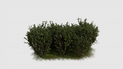 Shrub Field blowing in the wind Loop Animation. Alpha Channel Stock Footage 310693812