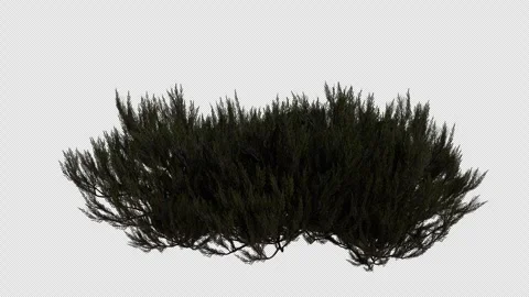 Shrub Field blowing in the wind Loop Animation. Alpha Channel Stock Footage 310693960