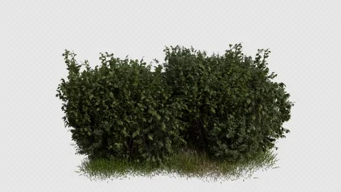 Shrub Field blowing in the wind Loop Animation. Alpha Channel Stock Footage 310693985