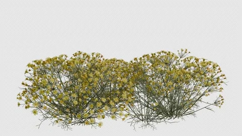 Shrub Field blowing in the wind Loop Animation. Alpha Channel Stock Footage 310694027