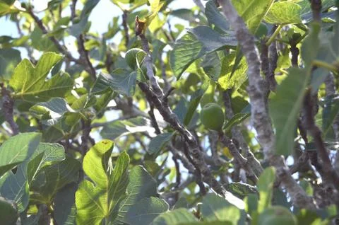 Shrub with figs in sunlight Фото