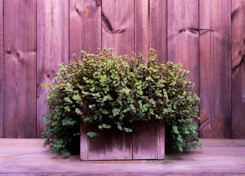 Shrub in flowerpot. Stock Photos