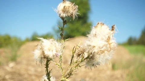 Shrub with flowers blowing in the wind Stock Footage 116245735