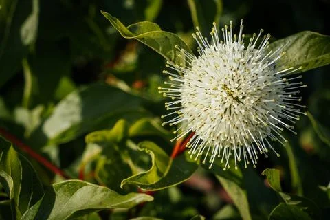 Shrub fluffy round like a button - Western Cephalanthus Stock Photos