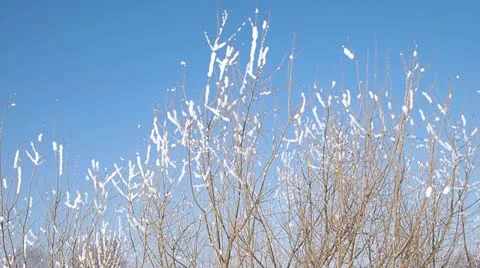 Shrub Video stock 21782874