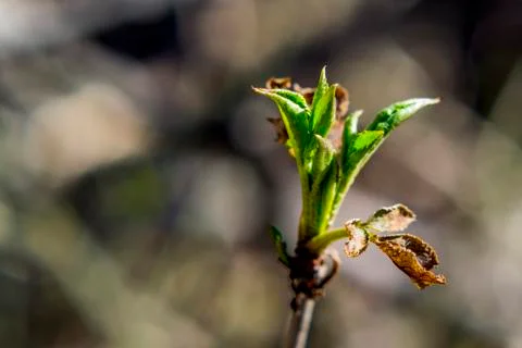 Shrub in the forest Stock Photos