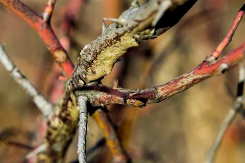 Shrub in the forest Stock Photos