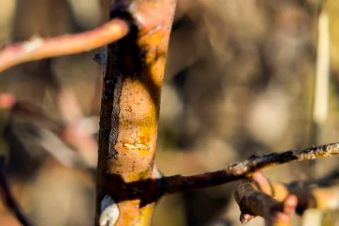 Shrub in the forest Foto stock