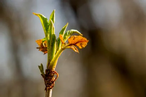Shrub in the forest Foto stock