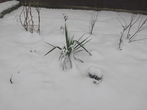 Shrub in the form of a palm tree in the snow Fotos de archivo
